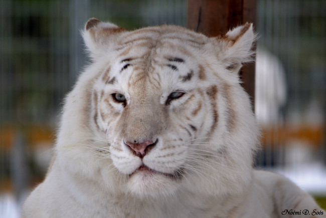 Обои картинки фото животные, тигры, тигр, белый, морда, отдых