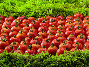 Картинка еда помидоры зелень капли томаты