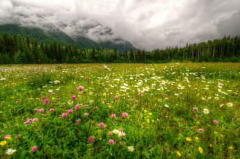 Картинка природа луга канада горы цветы облака