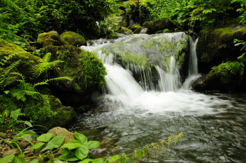 Картинка waterfall in mtirala national park грузия аджария природа водопады водопад лес