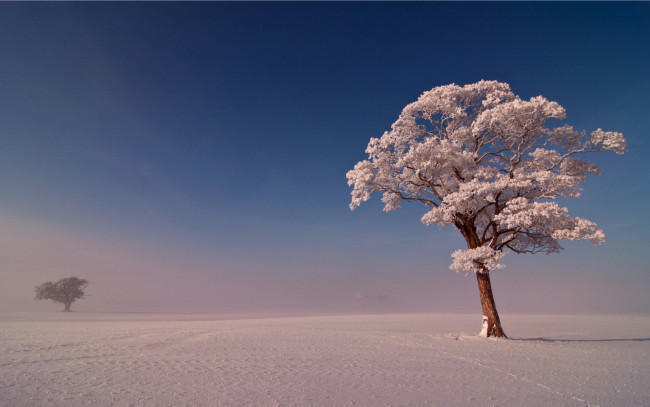 Обои картинки фото природа, зима, снег, поле, дерево