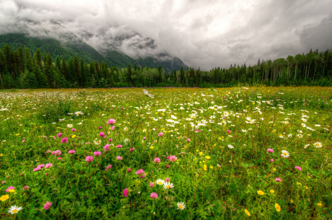 Обои картинки фото природа, луга, канада, горы, цветы, облака