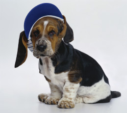 Картинка бассет-хаунд животные собаки кепка собака basset hound