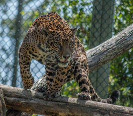 Картинка животные Ягуары бревно поза хищник морда пятна свет зоопарк кошка