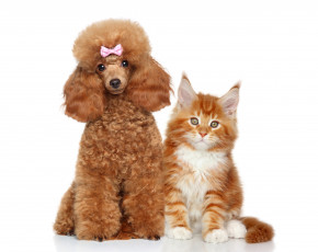 Картинка животные разные+вместе бантик пудель собака щенок котенок
