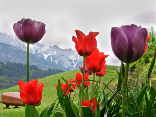 Картинка цветы тюльпаны альпы монтре