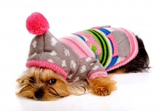 Картинка животные собаки свитер шапка терьер собака