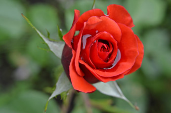 Картинка цветы розы вода лепестки бутон роза макро
