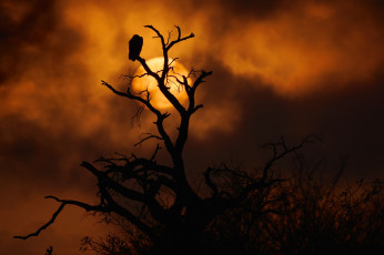 Картинка животные птицы+-+хищники африка оранжевый силуэт контраст небо закат зарево солнце облака ветки дерево хищник птица гриф