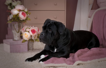 Картинка животные собаки собака дог щенок черный розы цветы