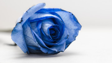Картинка цветы розы макро лепестки синий цветок
