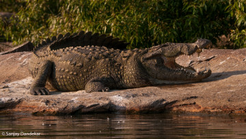 Картинка животные крокодилы берег челюсти пасть хищник лежит отдых водоём