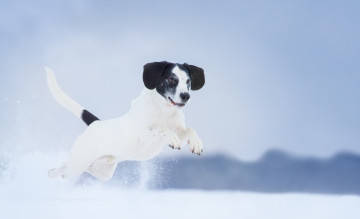 Картинка животные собаки друг взгляд собака зима