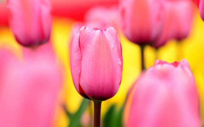 Обои картинки фото цветы, тюльпаны, макро, ярко