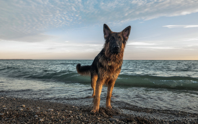 Обои картинки фото животные, собаки, друг, море, собака, взгляд