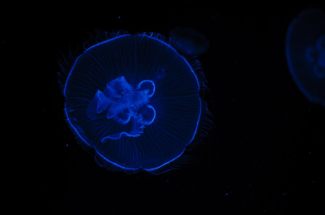 Обои картинки фото животные, медузы, макро, синий, чёрный, контраст