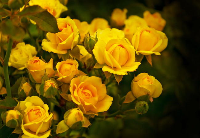 Обои картинки фото цветы, розы, желтый, много