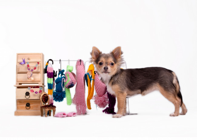 Обои картинки фото животные, собаки, шарф, чихуахуа, шапка, одежда, собака