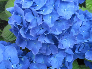 обоя цветы, гортензия, сининй