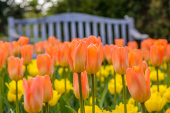 Картинка цветы тюльпаны боке бутоны оранжевые