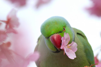Картинка животные попугаи индийский кольчатый попугай цветок сакура птица ожереловый крамера