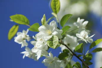 Картинка цветы цветущие+деревья+ +кустарники ветка природа весна цветки цветение макро яблоня боке