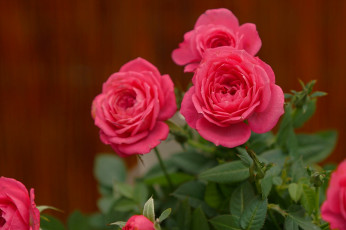 Картинка цветы розы фон бутоны