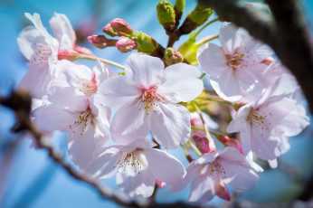 Картинка цветы сакура +вишня весна макро почки цветки цветение вишня