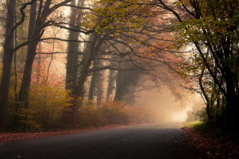 Картинка природа дороги дорога лес туман листья деревья листва осень