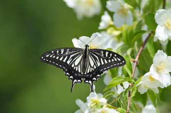 Картинка животные бабочки +мотыльки +моли жасмин бабочка парусник ксут цветение цветки ветка макро