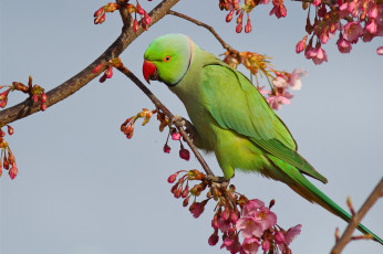 Картинка животные попугаи индийский кольчатый попугай ожереловый крамера цветение ветки сакура птица