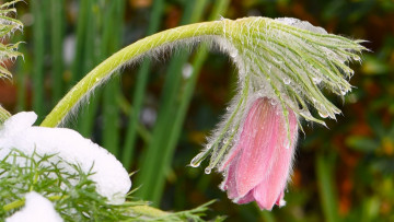 Картинка цветы анемоны +сон-трава макро весна снег сон-трава прострел