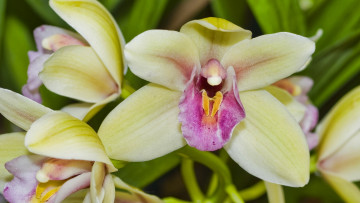 Картинка цветы орхидеи макро экзотика лепестки