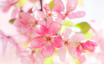 Картинка цветы цветущие+деревья+ +кустарники макро цветение цветки яблоня
