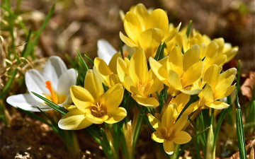 Картинка цветы крокусы шафран весна