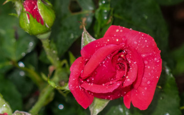 Картинка цветы розы макро капли бутоны роза