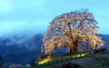 Картинка природа деревья горы туман цветение