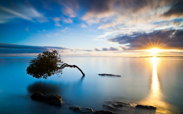 Картинка природа восходы закаты отражение вода дерево залив море закат