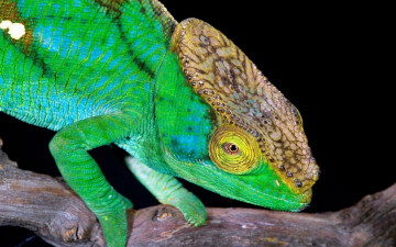 Картинка животные хамелеоны хамелеон ветка гребень зеленый ящерица