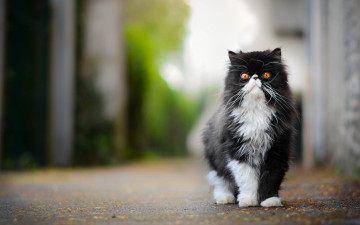Картинка животные коты кот пушистый важный персидская кошка