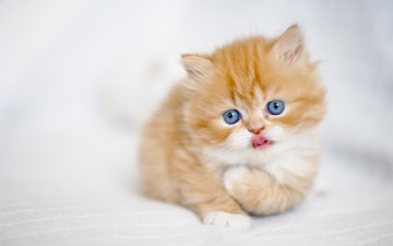 Картинка животные коты котёнок рыжий малыш
