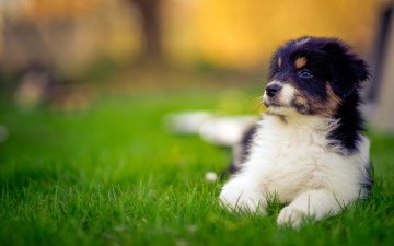 Картинка животные собаки щенок аусси собака австралийская овчарка