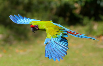 Картинка животные попугаи солдатский ара полёт крылья птица попугай