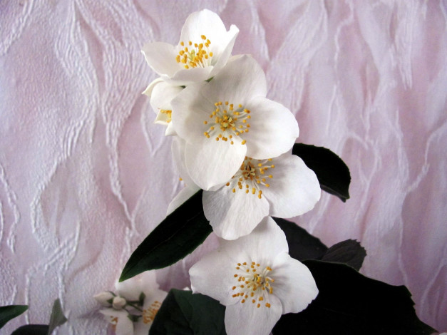 Обои картинки фото цветы, жасмин, белый