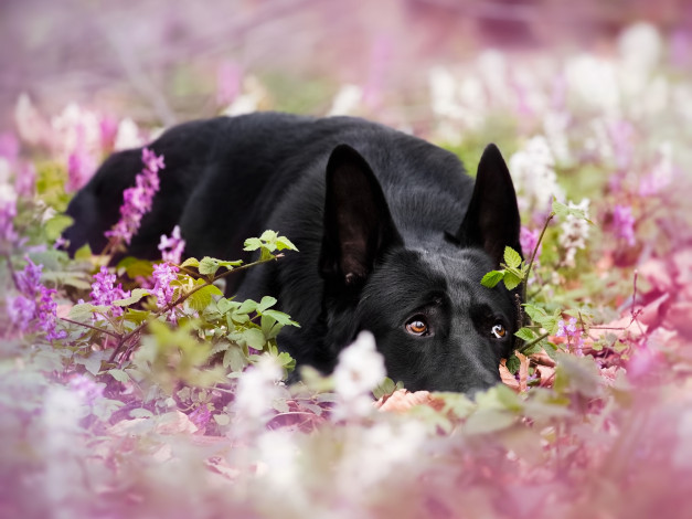 Обои картинки фото животные, собаки, боке, цветки, собака, немецкая, овчарка