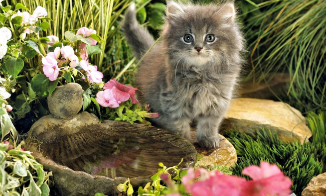Обои картинки фото животные, коты, котенок, цветы, камни, раковина