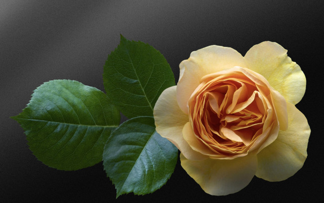 Обои картинки фото цветы, розы, фон, листочки, бутон, жёлтая, роза