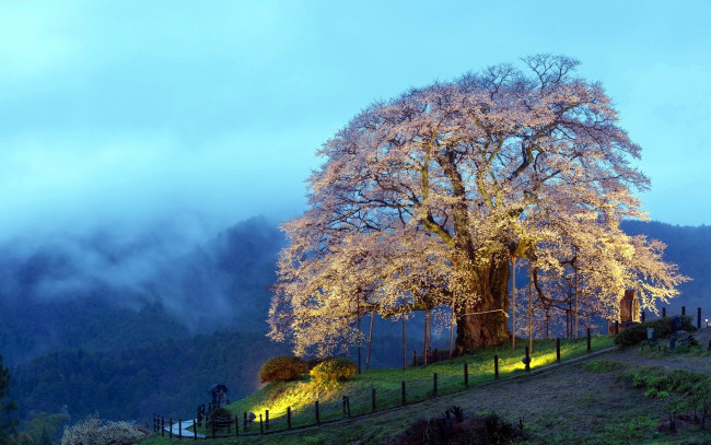 Обои картинки фото природа, деревья, горы, туман, цветение