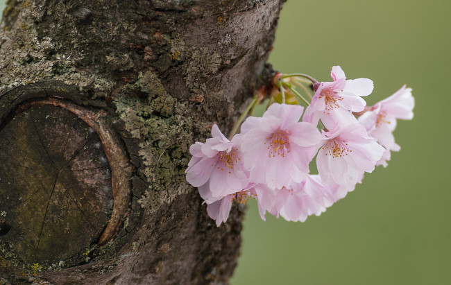 Обои картинки фото цветы, сакура,  вишня, цветки, вишня, макро, дерево