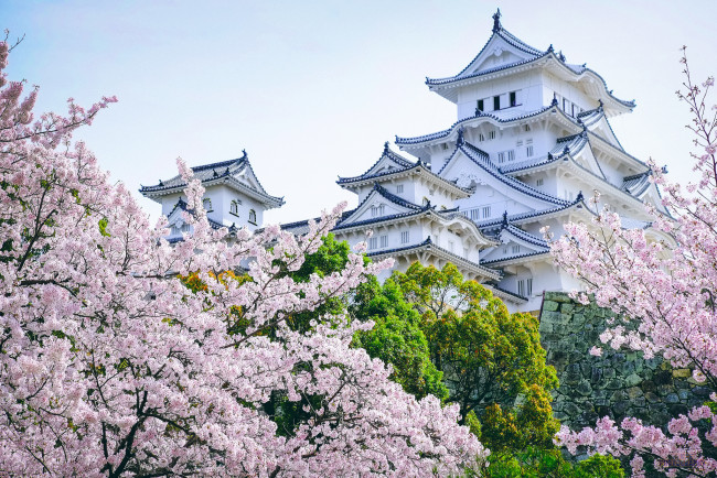 Обои картинки фото города, замки Японии, деревья, замок, Япония, сакура